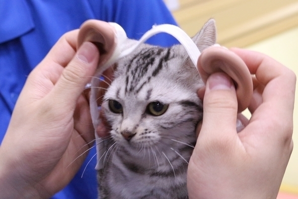 你的耳朵拿來給朕試試 貓戴人耳結果超獵奇 流行新鮮事 Oops 聯合新聞網