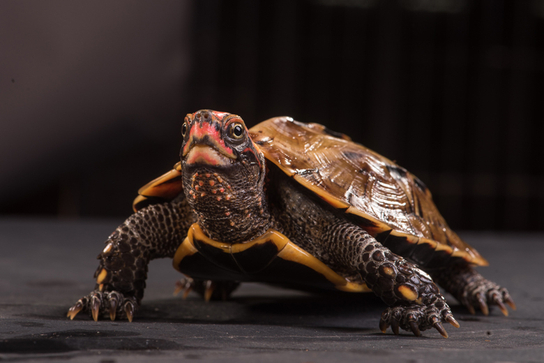 新增199種保育動物 對普羅大眾究竟有甚麼意義 顏聖紘 鳴人堂