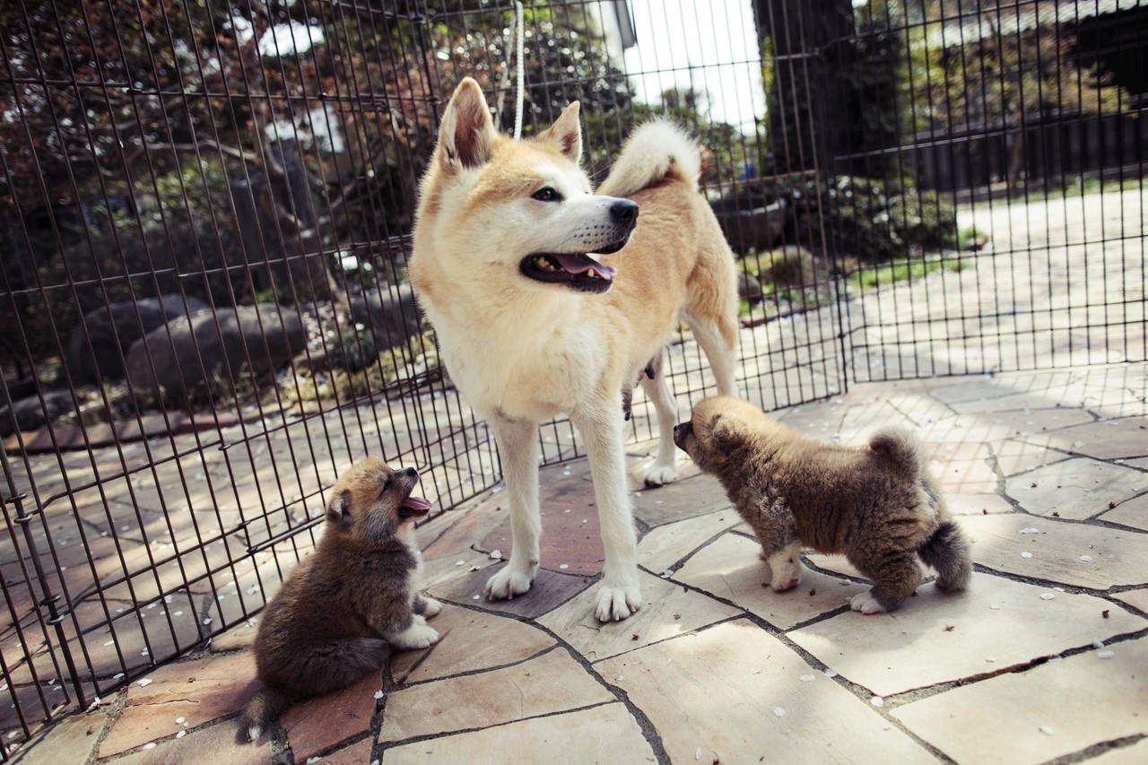 邁向動物友愛之國 日本 動保法 的崎嶇路 文化視角 轉角國際udn Global