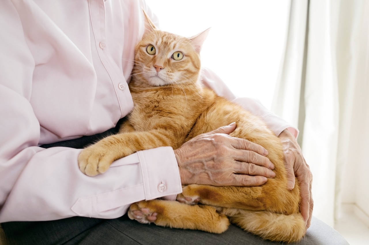 養貓會罹患精神病？可能與這種寄生蟲有關 精神．身心 科別 元氣網