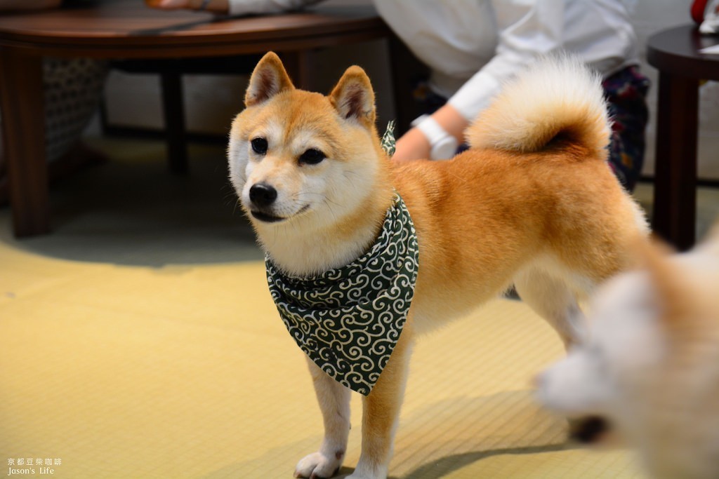 京都超療癒行程 一群柴犬陪你玩拍照捏臉都可愛 旅遊 聯合新聞網