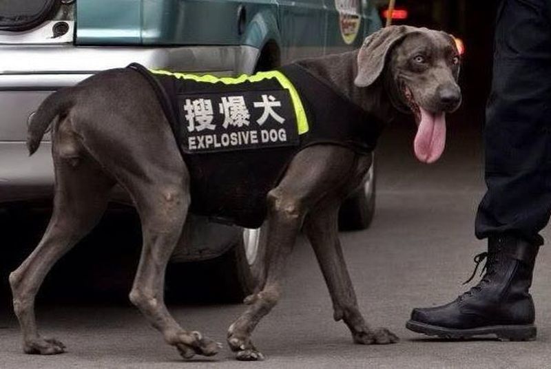 糗大 搜爆犬變 爆炸狗 北京滿街英文讓人噴飯 互動知國際 多媒體看時事 時事話題