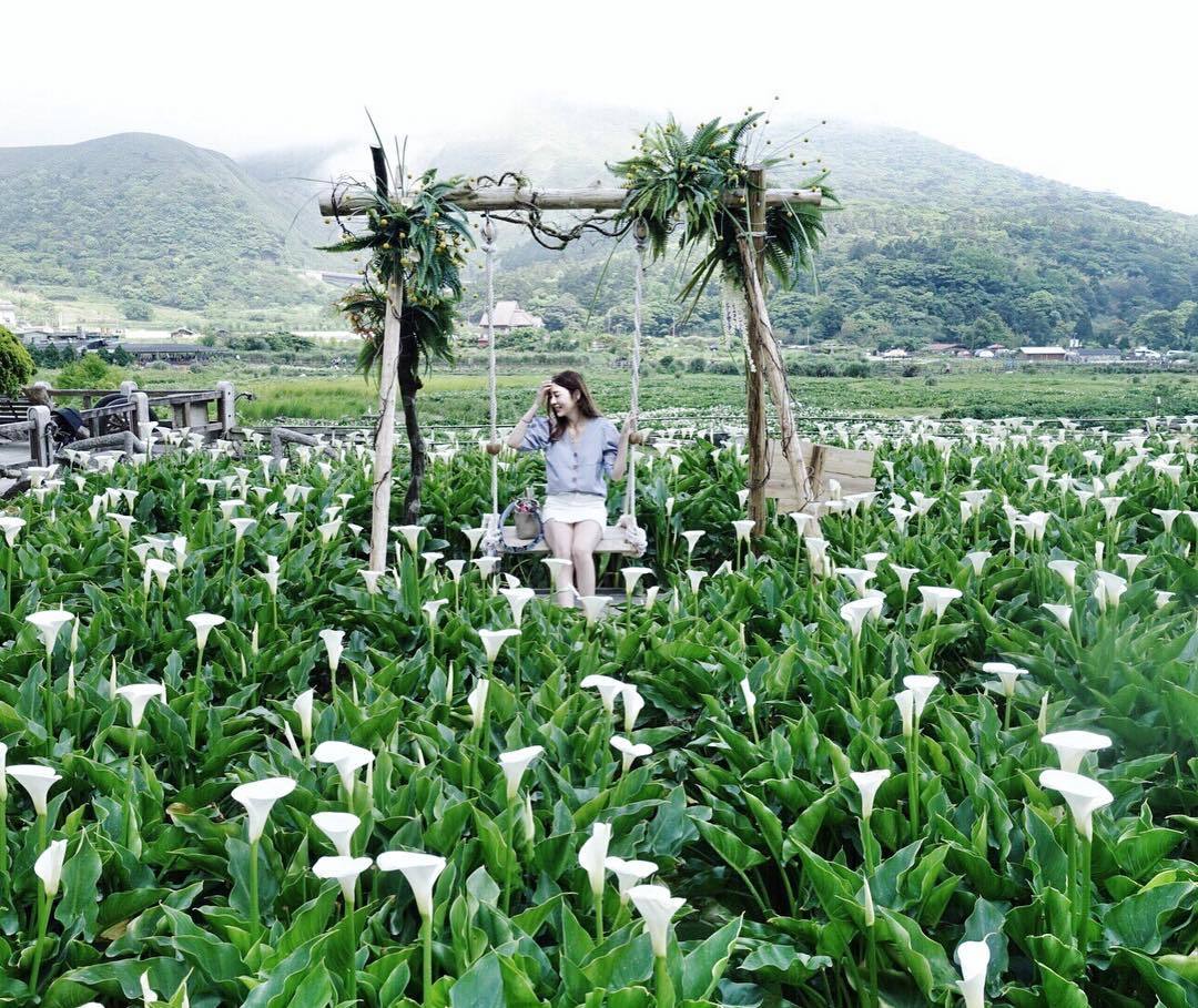 海芋提前綻放 19 陽明山海芋季 竹子湖資訊攻略 旅遊 聯合新聞網