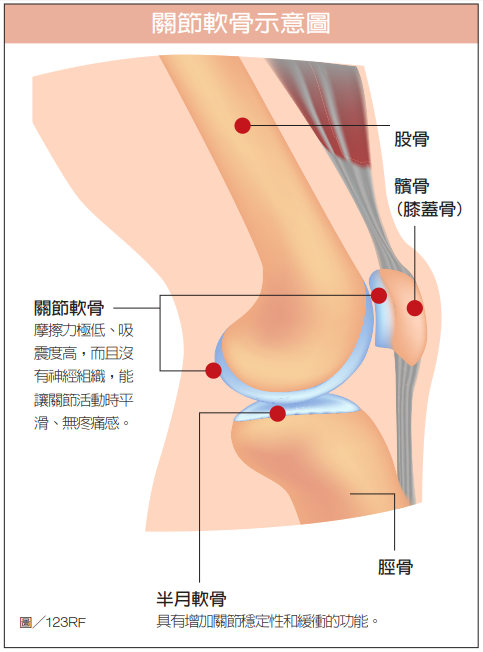 軟骨磨損是膝關節退化的主因少動就能減少磨損嗎 骨科 復健 科別 元氣網