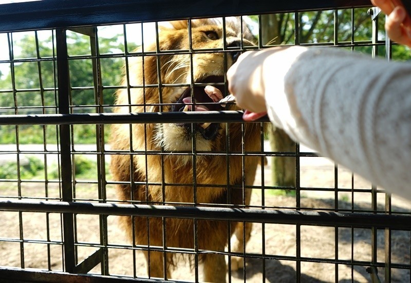 九州超夯親子景點 搭叢林巴士近距離體驗猛獸餵食秀九州自然野生動物園 旅遊 聯合新聞網