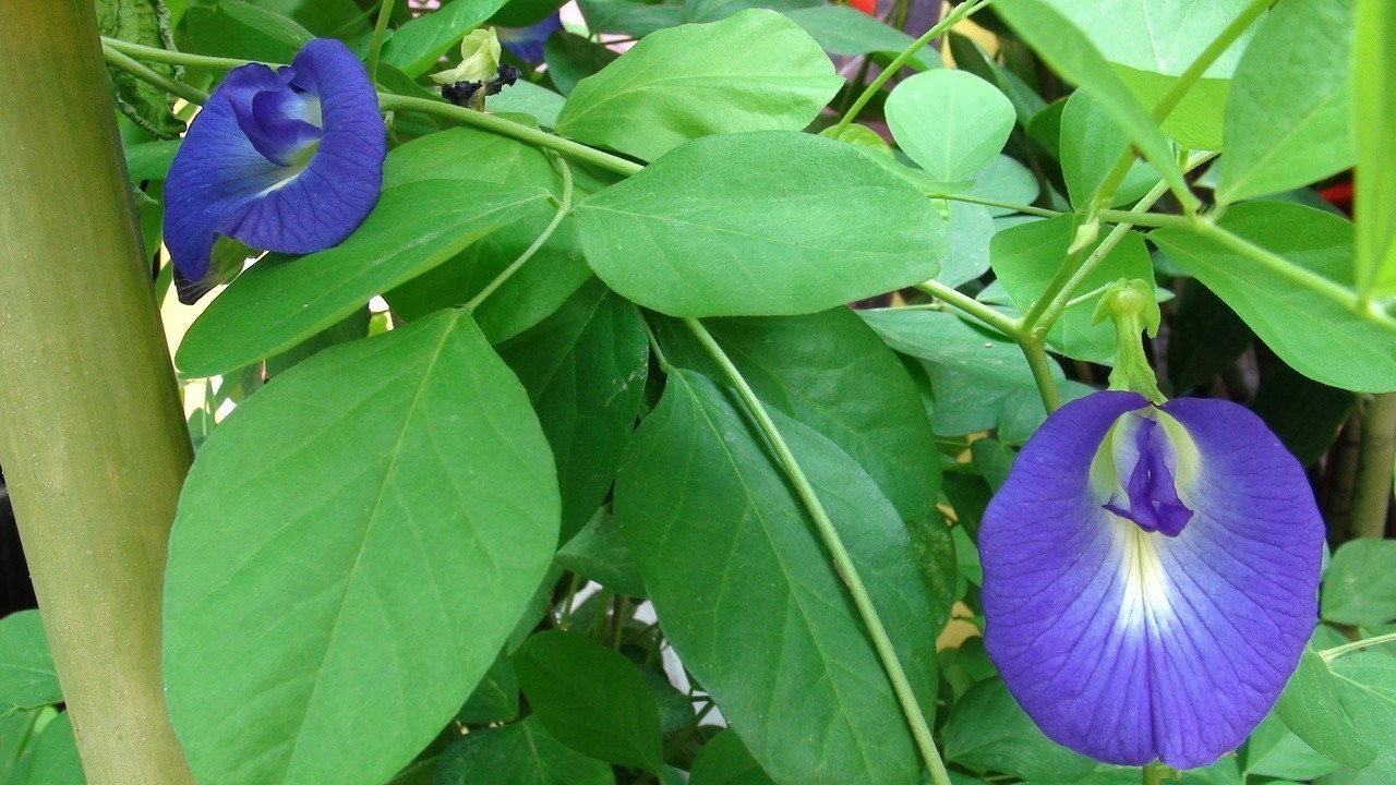 蝶豆花茶飲開罰引發恐慌台南衛生局 先宣導再說 食安拉警報 新聞 元氣網 蝶豆花茶飲開罰引發恐慌台南衛生局 先宣導再說 食安拉警報 新聞 元氣網