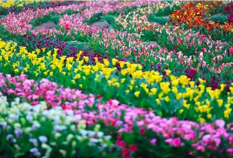 2019桃園彩色海芋季隆重登場 旅遊 聯合新聞網