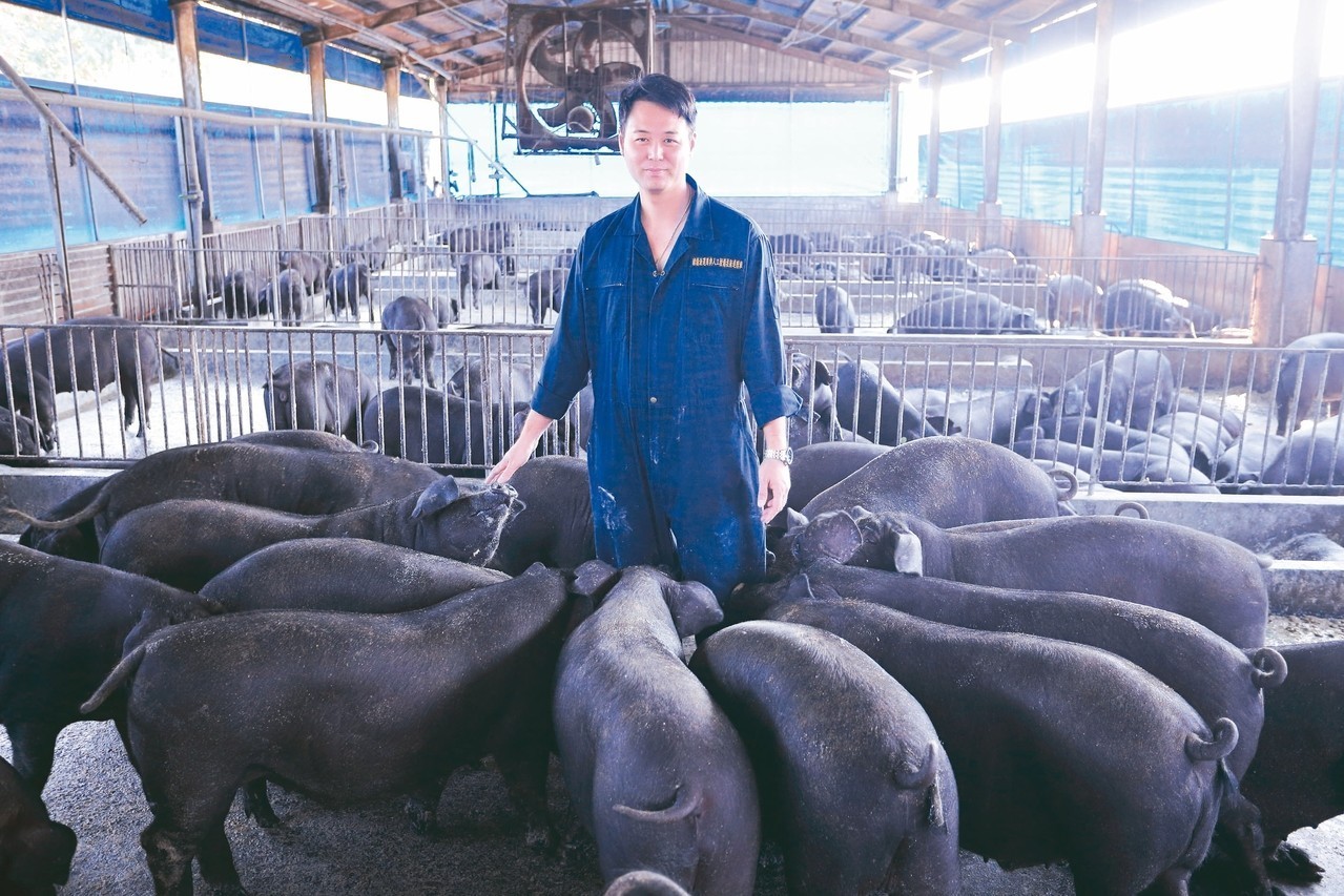跟廚餘掰掰 科學養豬數據為王李榮春復育平埔黑豬 廚餘廢不廢 豬事大急 願景工程