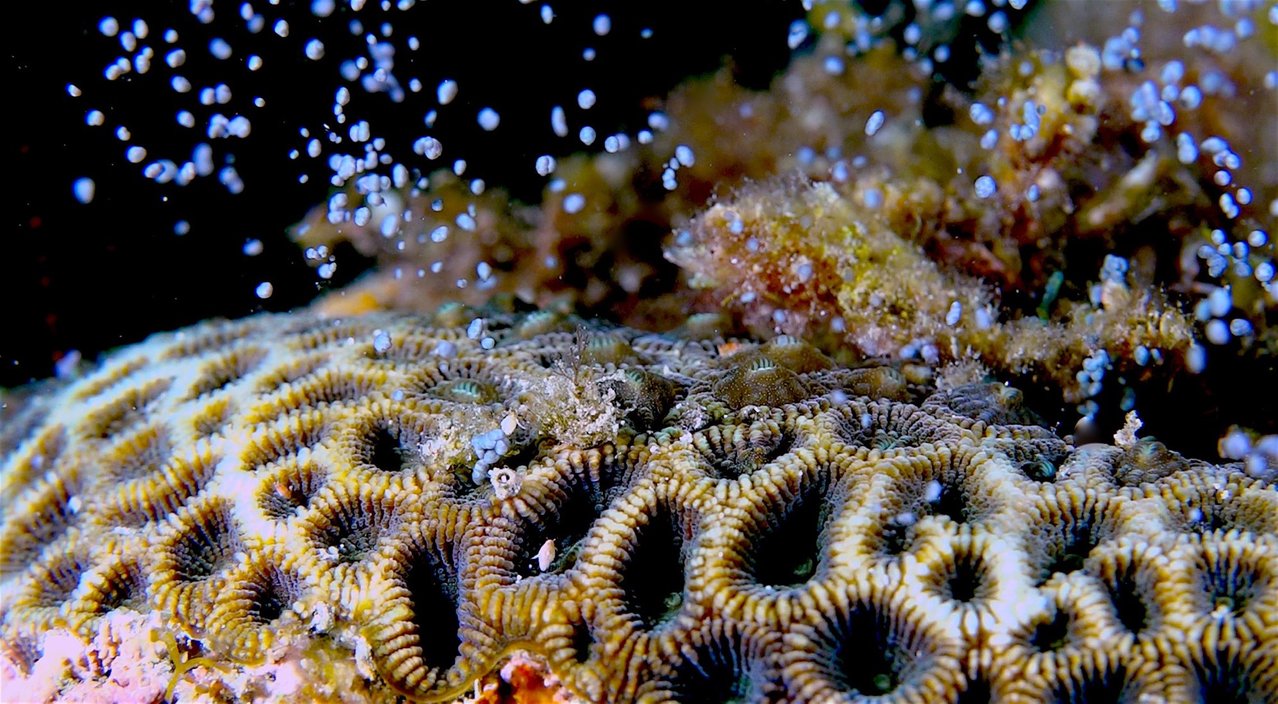 墾丁珊瑚產卵大爆發海底星空燦爛讓人快窒息 旅遊 聯合新聞網