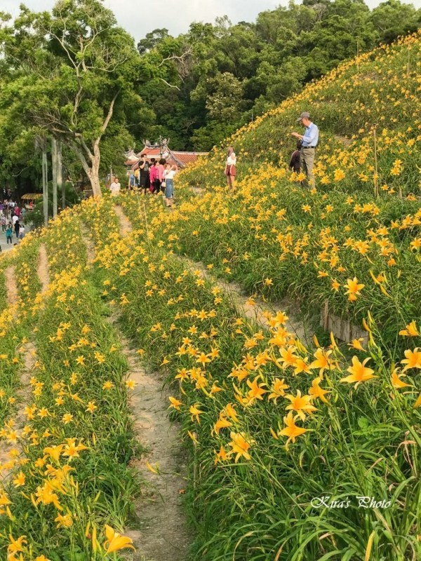 彰化花壇虎山巖 金針花海 盛開中 賞金針花不必跑花東 旅遊 聯合新聞網