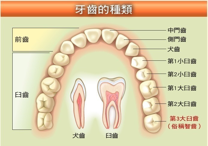 最令人害怕的小手術第二名 智齒該拔嗎 牙醫師這樣建議 牙科 科別 元氣網