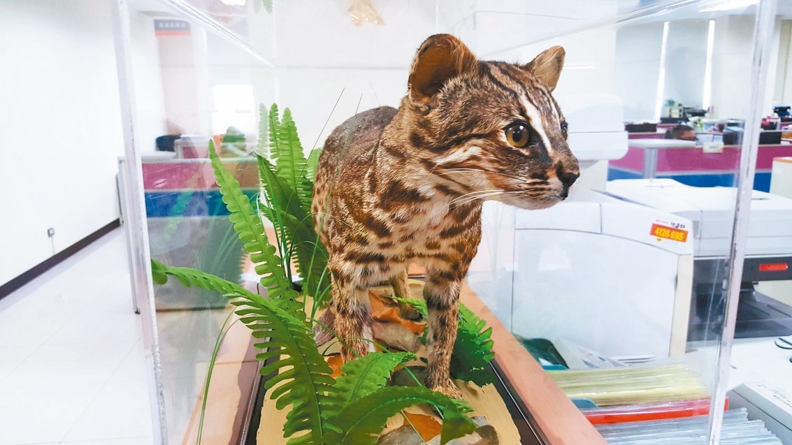 救石虎預警系統奏效 路殺石虎可製標本作宣導保育素材 動物星球 生活 聯合新聞網