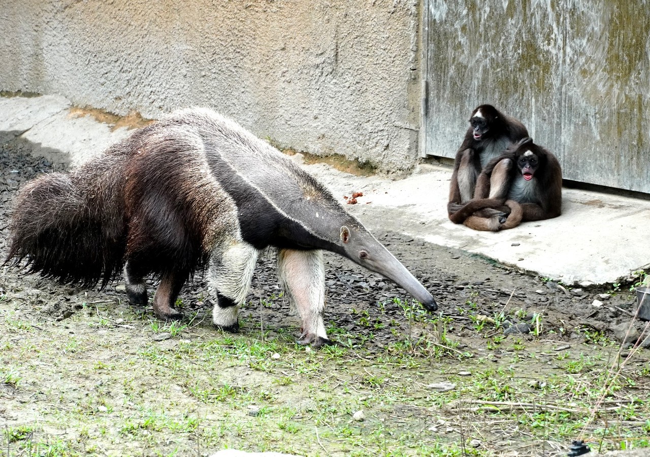 動物園全台唯一大食蟻獸日吞螞蟻3萬隻 動物星球 生活 聯合新聞網