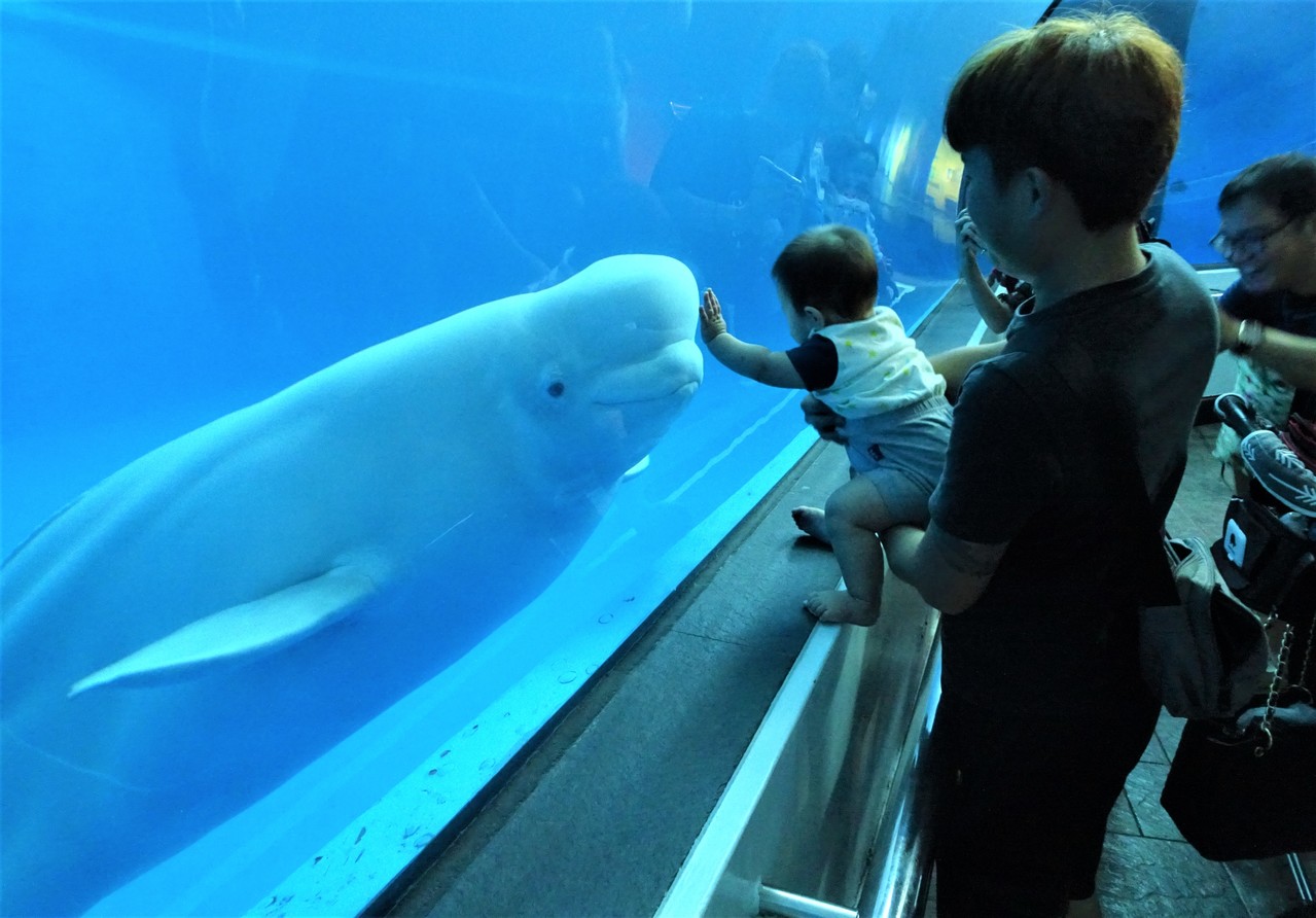 白鯨作客台灣 10剩3 牠們沒有白白犠牲 互動享生活 多媒體看時事 時事話題