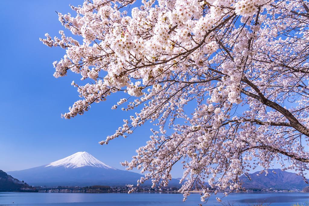 日本 富士山櫻花季 來襲 粉嫩櫻花x河口湖懶人包整理 旅遊 聯合新聞網