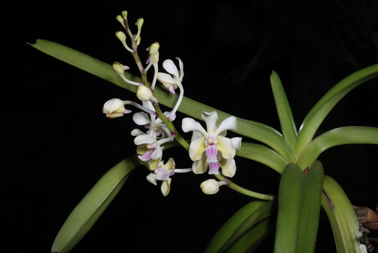 侯延卿／【植物園方舟計畫】冒著生命危險找到她：雅美萬代蘭| 環境當代思潮| 鳴人堂