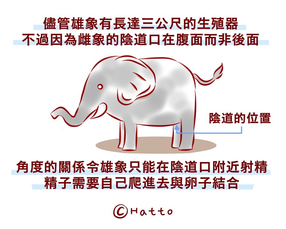 動物冷知識 比鮭魚還勵志 大象想出生靠精子慢慢爬行2公尺 動物星球 生活 聯合新聞網