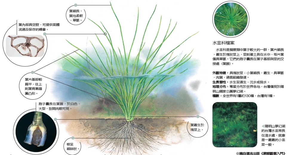 生活進行式 郭城孟 台灣水韭是台灣特有種嗎 繽紛心情 閱讀 聯合新聞網