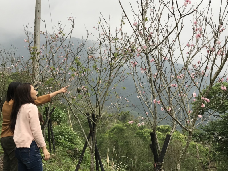 花東縱谷為背景3萬多株粉紅櫻花綴林道 行程推薦 愛玩橘 橘世代