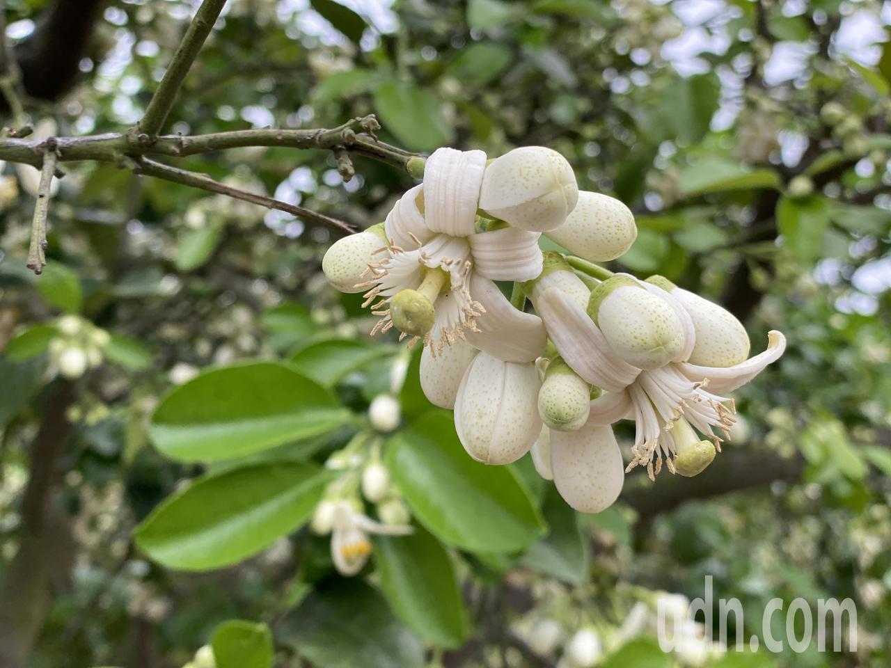 影 苗栗西湖陣陣柚花香來趟柚子山賞花健行 旅遊 聯合新聞網