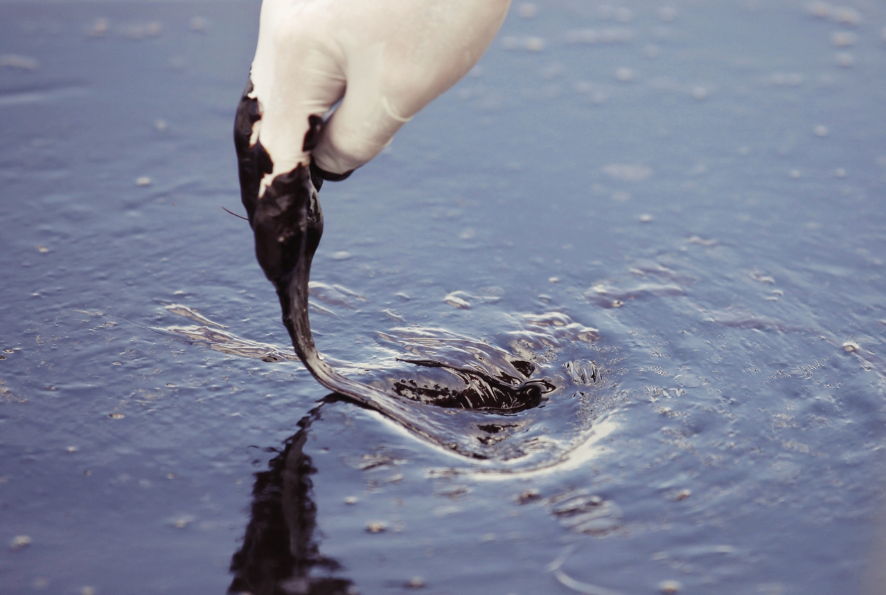 川普如何「救石油」？倒貼負油價與「油滿為患」的美國困擾| 過去24小時| 轉角國際udn Global