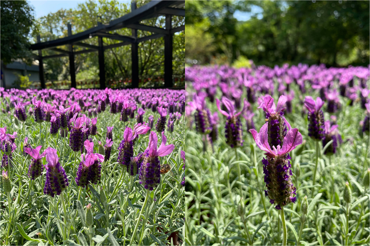 北市最大森林公園秘境 紫色花海 絕美盛放中 愛情花 薰衣草花田免費賞 旅遊 聯合新聞網