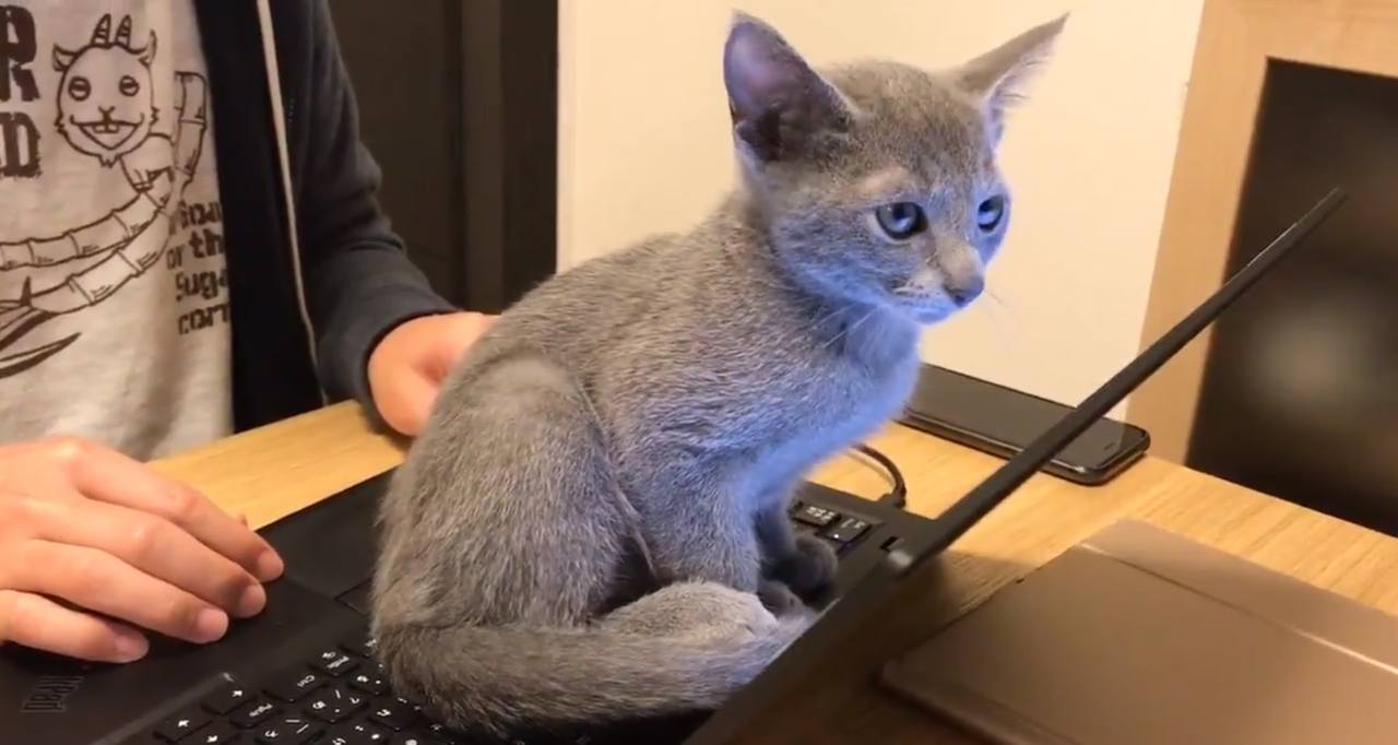 灰貓佔坐電腦鍵盤抱走又回來主人好無奈 動物星球 生活 聯合新聞網