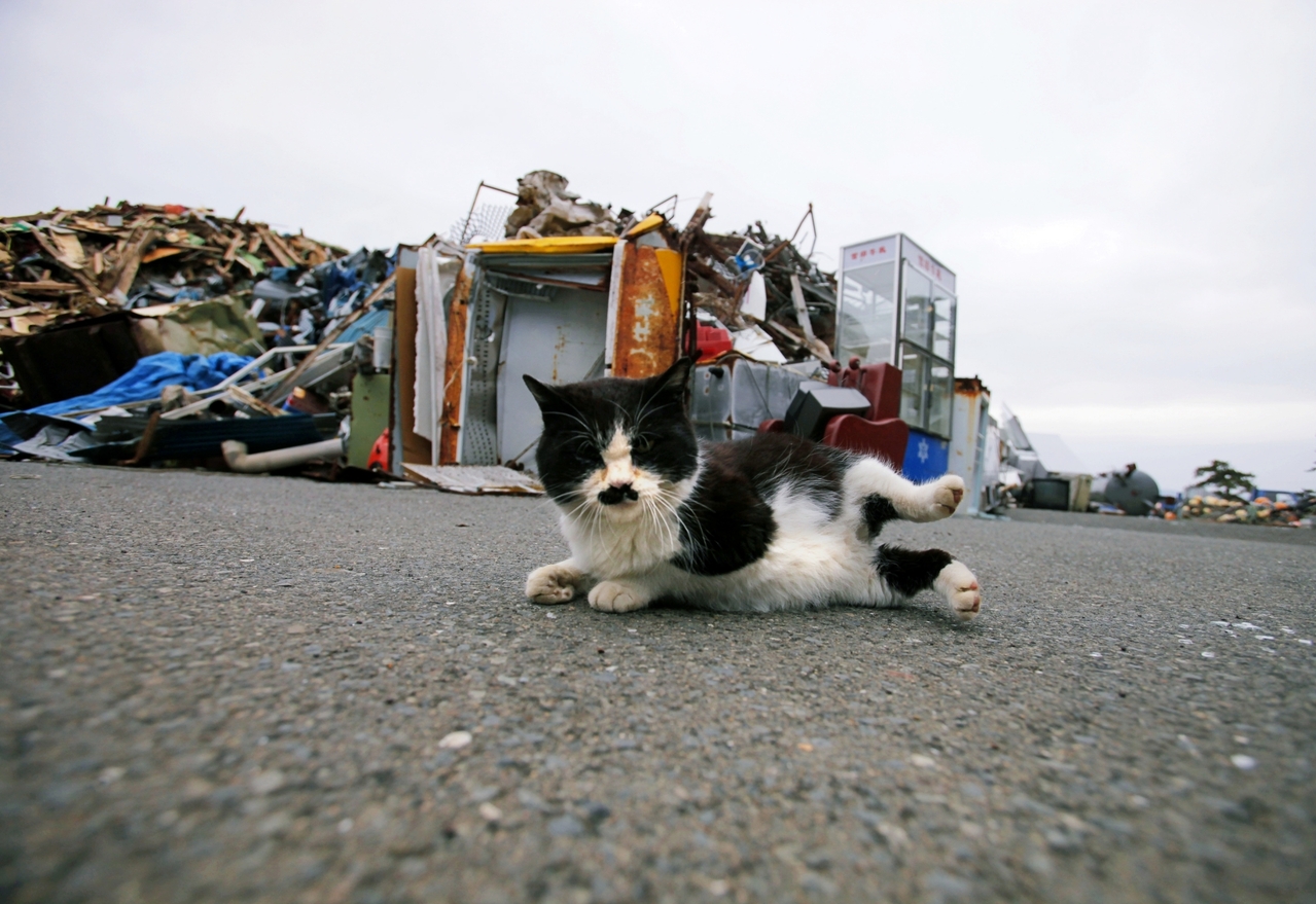 日本 貓島 毒殺事件 從貓咪熱潮到動物福利的人貓共存社會 文化視角 轉角國際udn Global