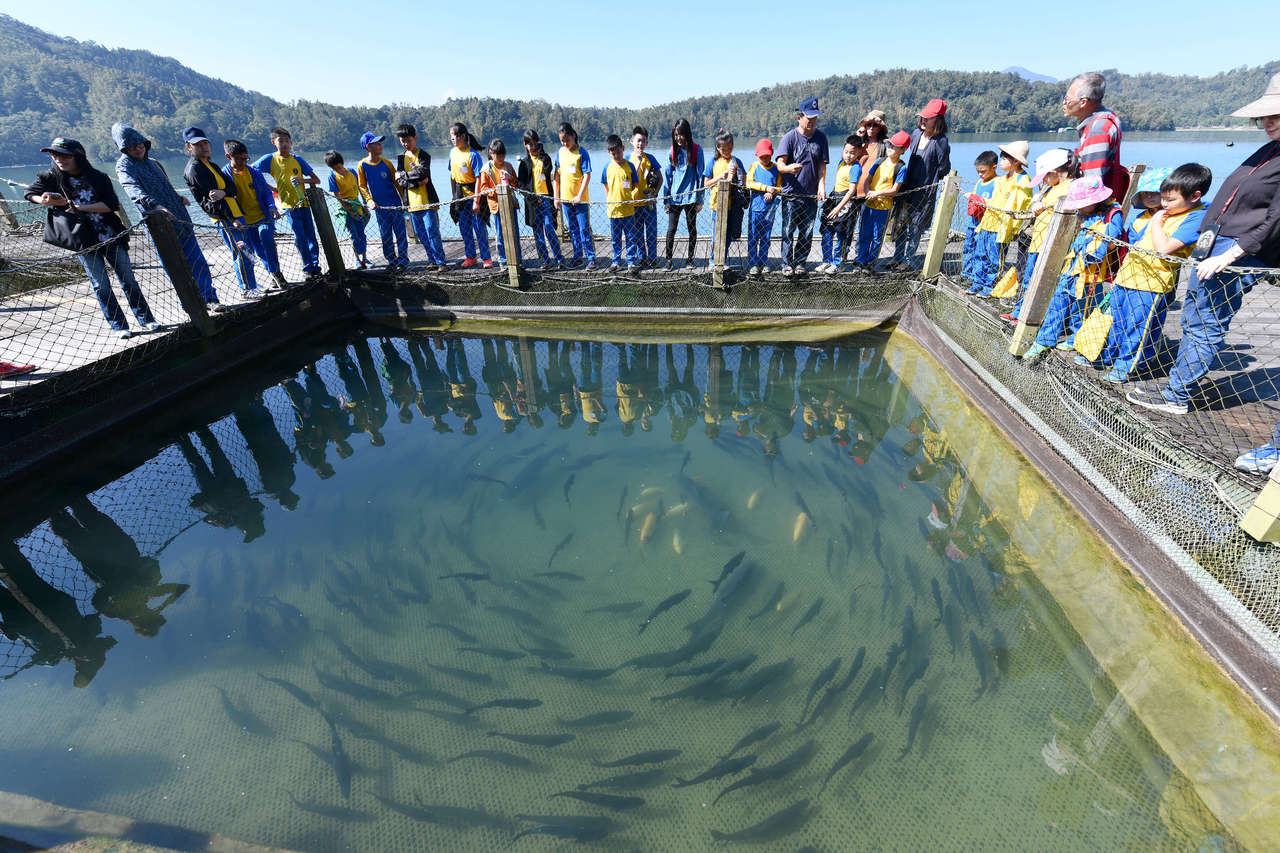 魚虎天敵來了復育鱸鰻今放養 動物星球 生活 聯合新聞網