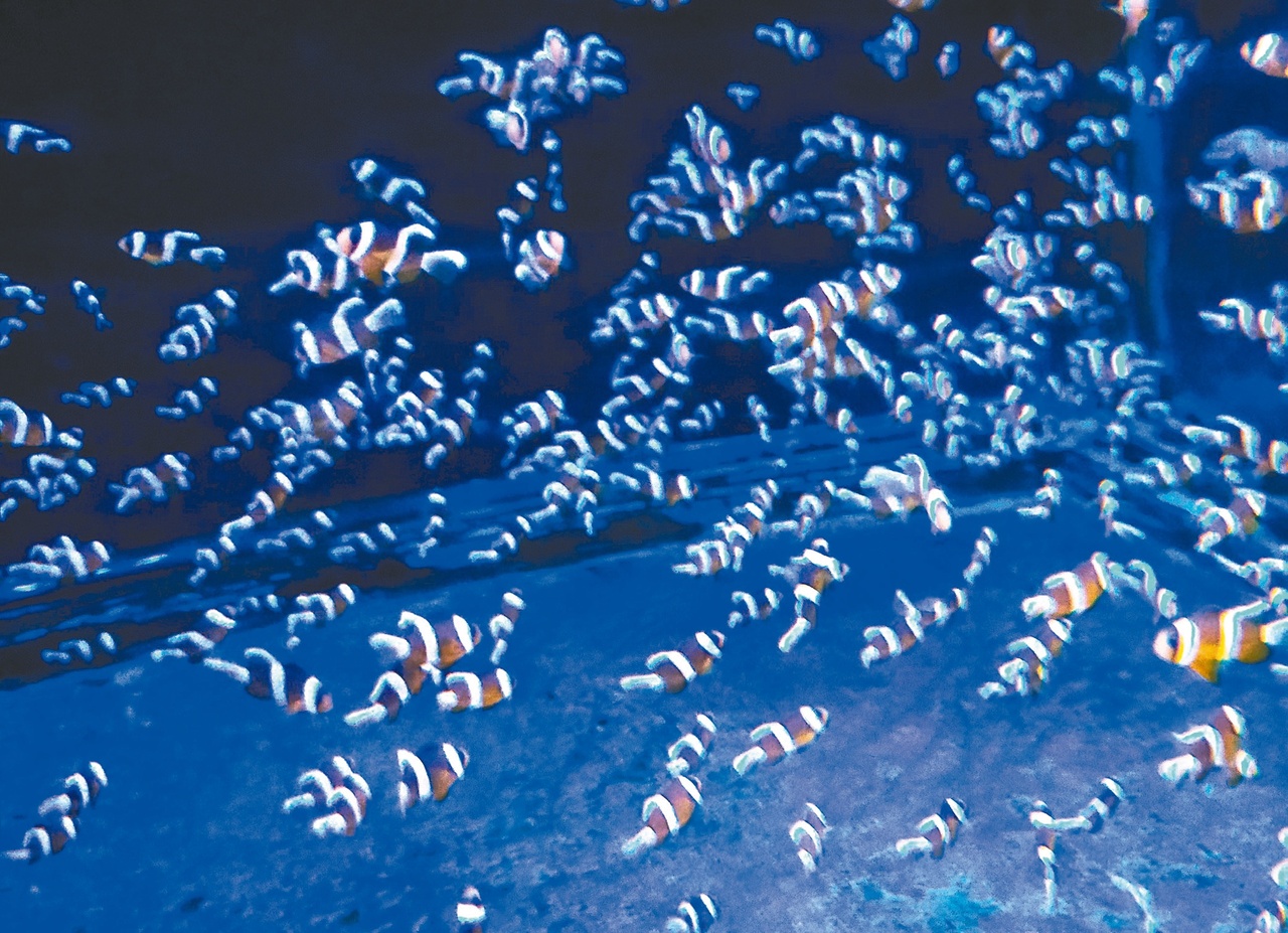 700多隻小丑魚復育成功將送回大海 動物星球 生活 聯合新聞網