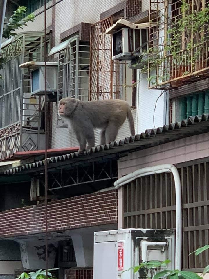 猴子現蹤北投新店猴群欺負流浪貓 動物星球 生活 聯合新聞網