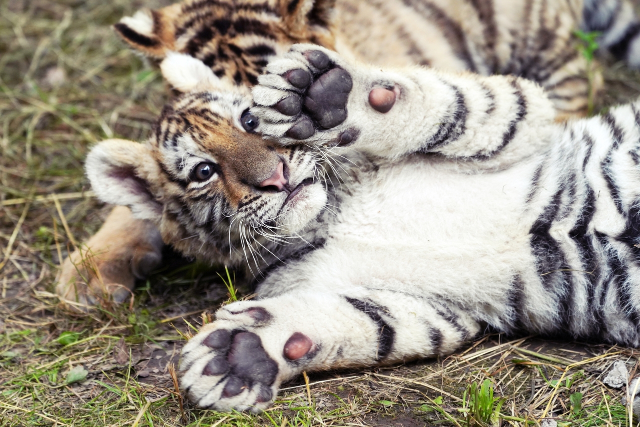 大貓回來了 全球瀕危野生虎的 22翻倍復甦 之路 過去24小時 轉角國際udn Global