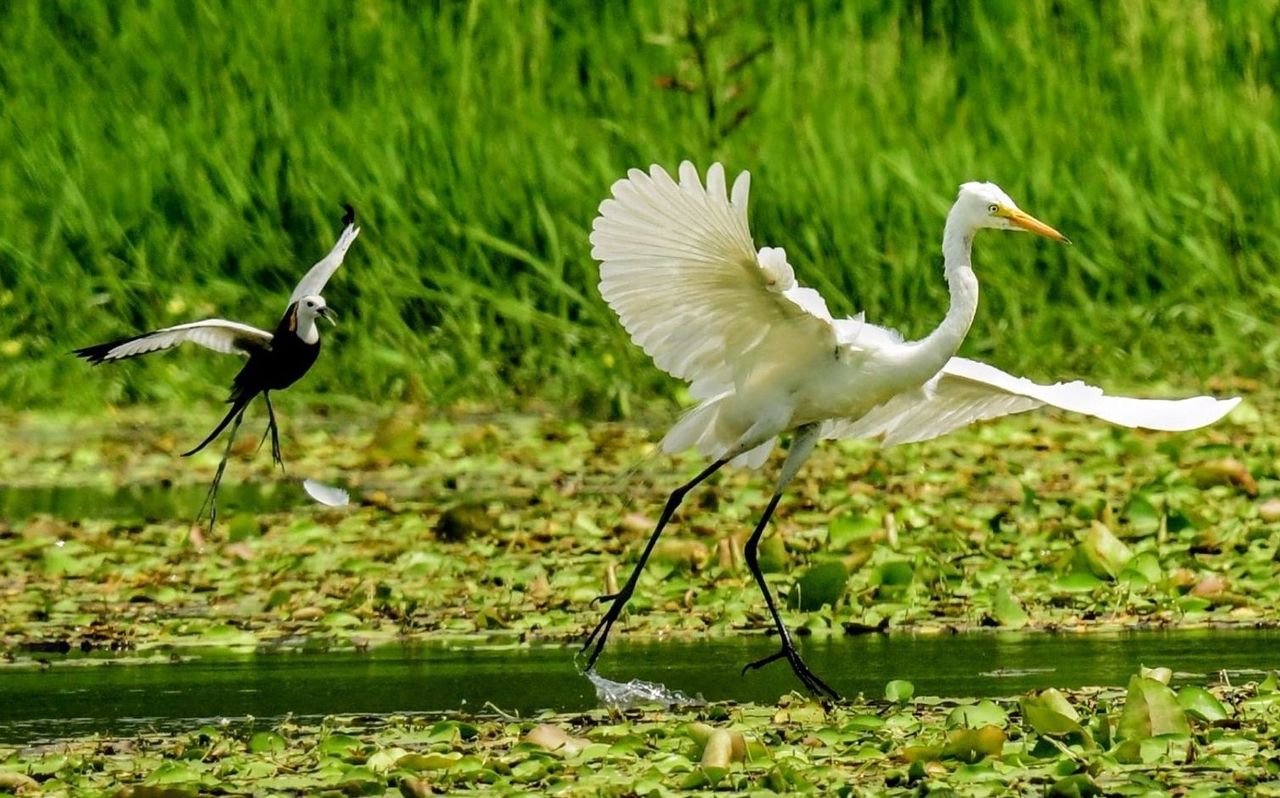 想一窺水雉爸爸孵蛋秀高雄洲仔濕地正 上映 動物星球 生活 聯合新聞網