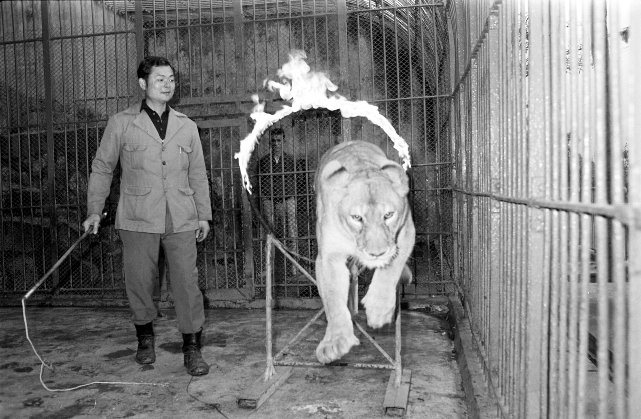 到動物園看跳蚤打架 當動物園上演動物表演 願景選讀 願景工程