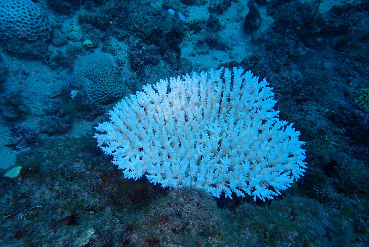 海水飆高溫大量珊瑚白化 高屏離島 地方 聯合新聞網