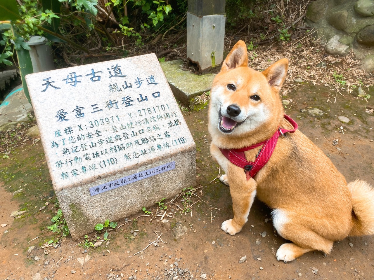 跟狗狗一起爬山 台北士林 天母水管路步道 健行半日遊 旅遊 聯合新聞網