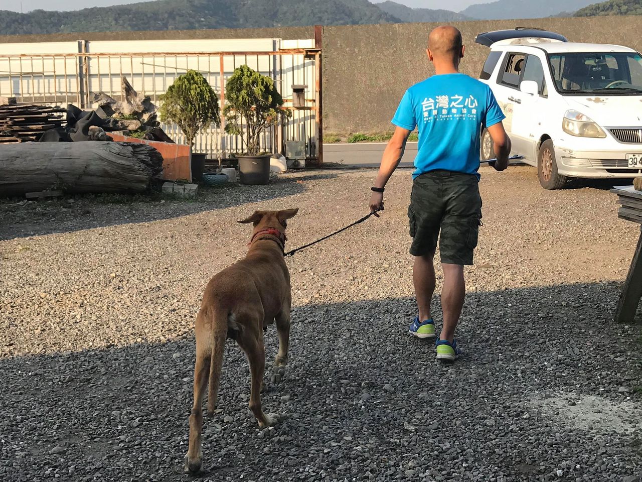 保護石虎中部石虎保育衝突區流浪狗母犬絕育計畫啟動 桃竹苗 地方 聯合新聞網