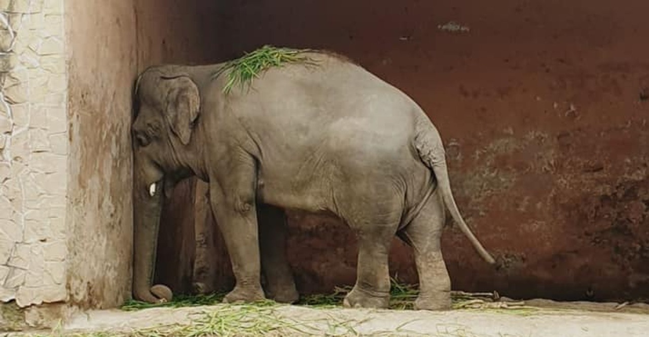 世上最孤獨大象 終可離開動物園受困逾35年疏忽照顧滿身傷 世界萬象 全球 聯合新聞網