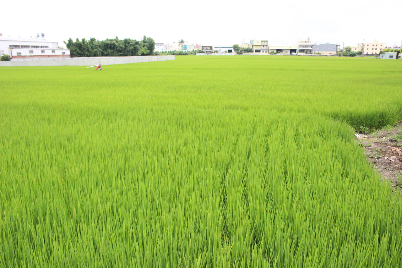 彰化汙染農地解列復耕農業處檢驗438件食用作物過關 中彰投 地方 聯合新聞網