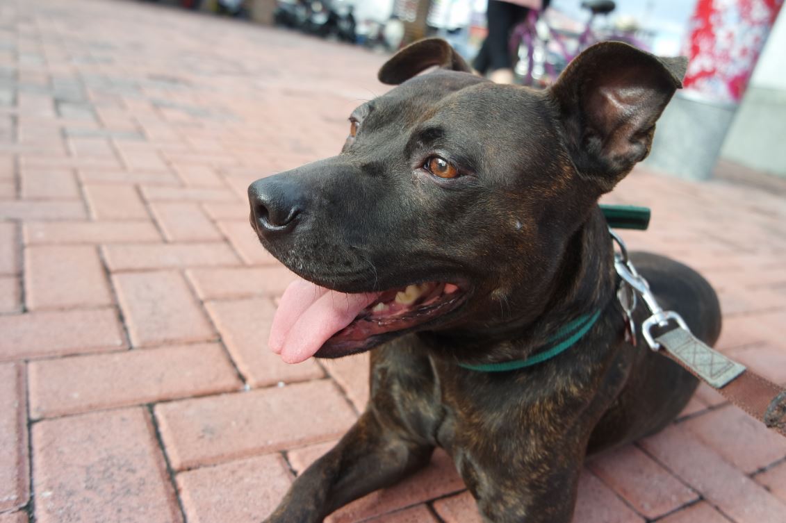 頻傳比特犬傷人 農委會擬下 禁養令 最快月底預告 熱門話題 要聞 經濟日報