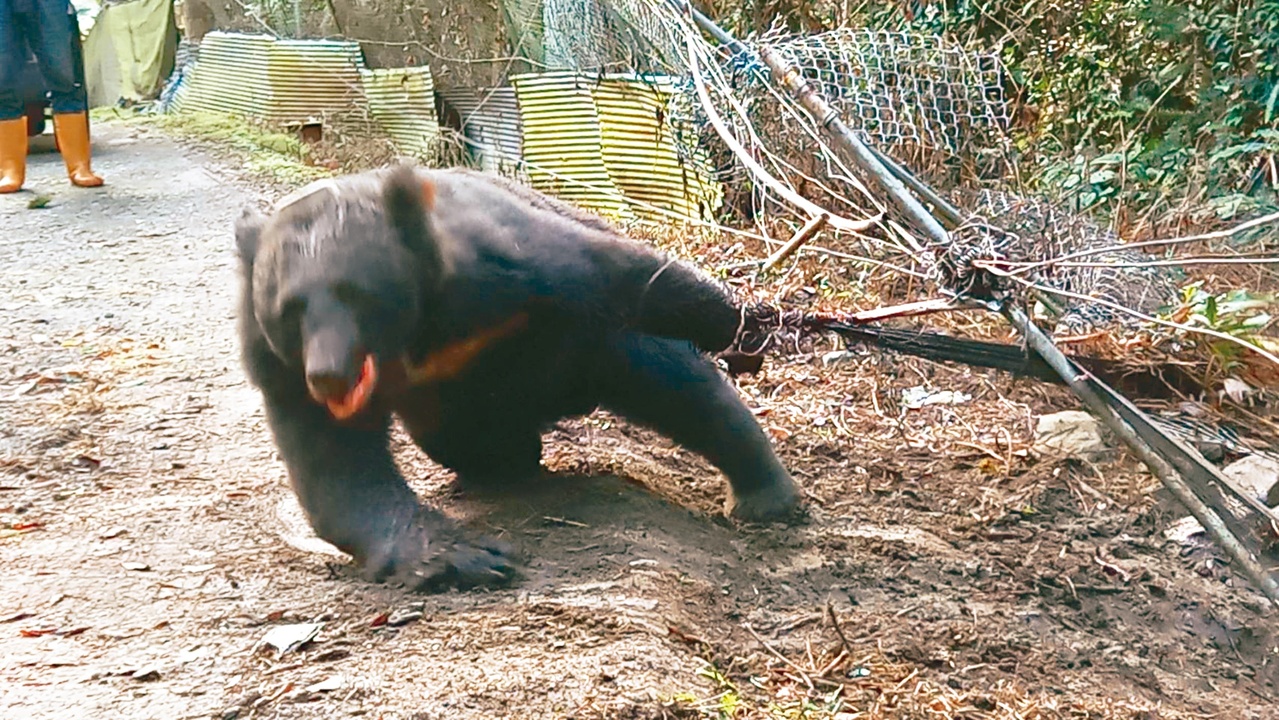 台灣黑熊陷 山豬吊 哀號6小時獲救 動物星球 生活 聯合新聞網