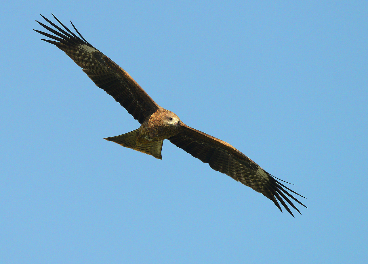 來看 鷹河 國慶鳥 過境屏東茂管處辦賞鷹活動 旅遊 聯合新聞網