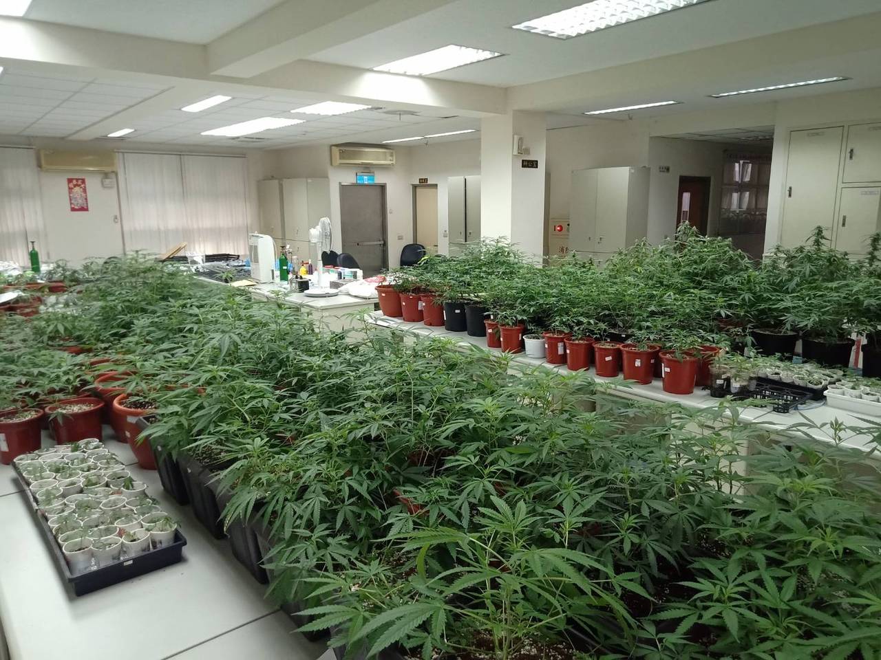 家中栽種大麻5百餘株卻因味道太濃栽在鄰居檢舉 焦點事件 社會 聯合新聞網