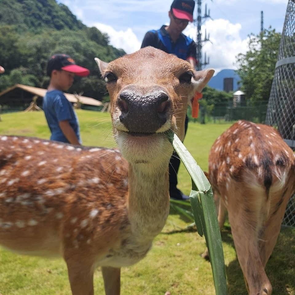 嘉義逐鹿梅花鹿復育園區恢復開放禁止旅客餵食 動物星球 生活 聯合新聞網