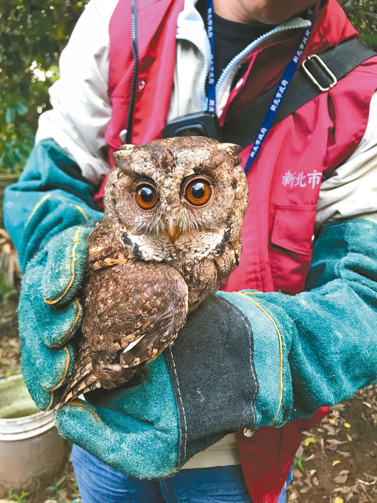 破獲保育動物盜賣集團押3嫌 法律前線 社會 聯合新聞網