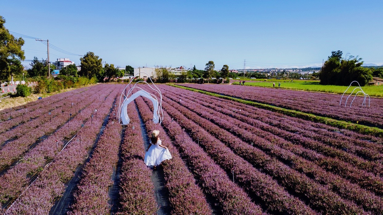 紫色狂潮來襲桃園仙草花節開幕倒數 熱門亮點 商情 經濟日報