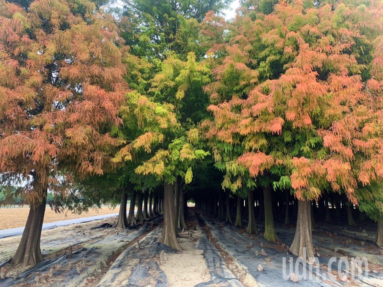 低溫催紅轉色 台南六甲林鳳營落羽松要種1 5公頃花海 消費生活 產業 經濟日報