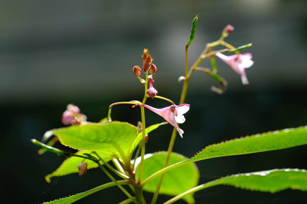 栗光 植物園方舟計畫 棣慕華鳳仙花 從瀕危降到易危的特稀有植物 環境當代思潮 鳴人堂