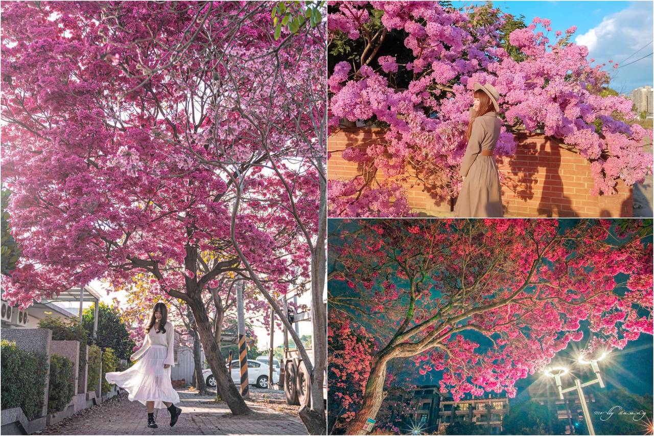 美炸 中南部5處 洋紅風鈴木景點 21最夯花墻 爆量粉紅花海免費拍 旅遊 聯合新聞網