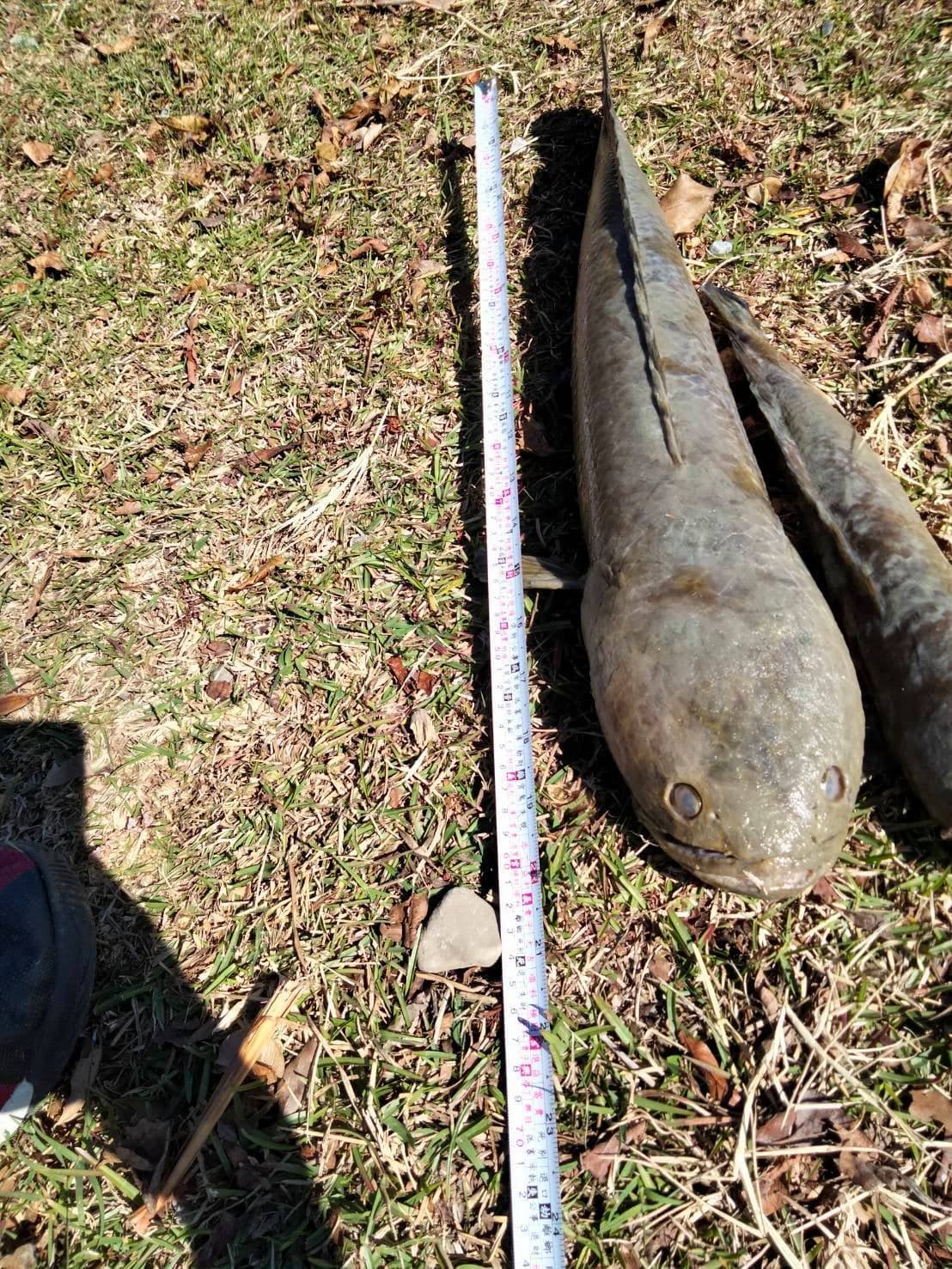 寒流助除害魚台東大坡池 泰國鱧 凍死 基宜花東 地方 聯合新聞網